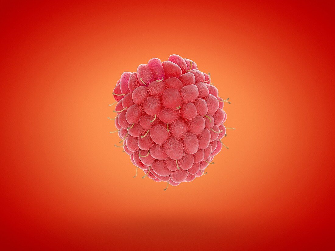 Raspberry, illustration