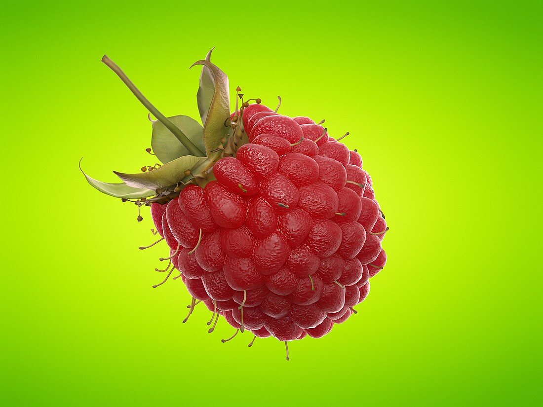 Raspberry, illustration