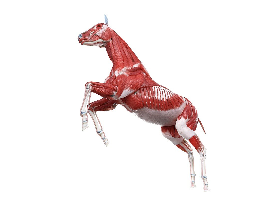 Horse musculature, illustration