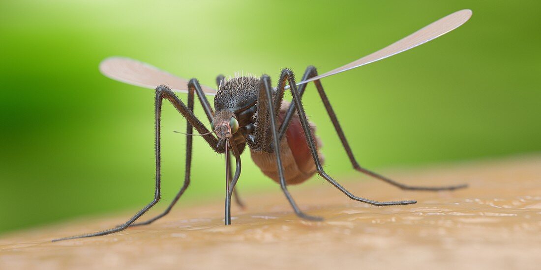 Mosquito on human skin, illustration
