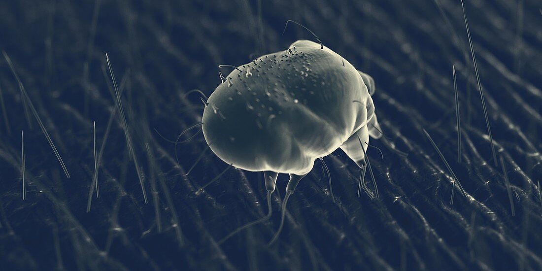 Scabies mite on human skin, illustration