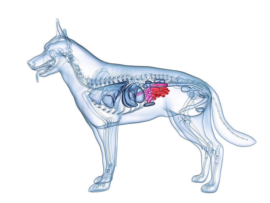 Dog small intestine, illustration
