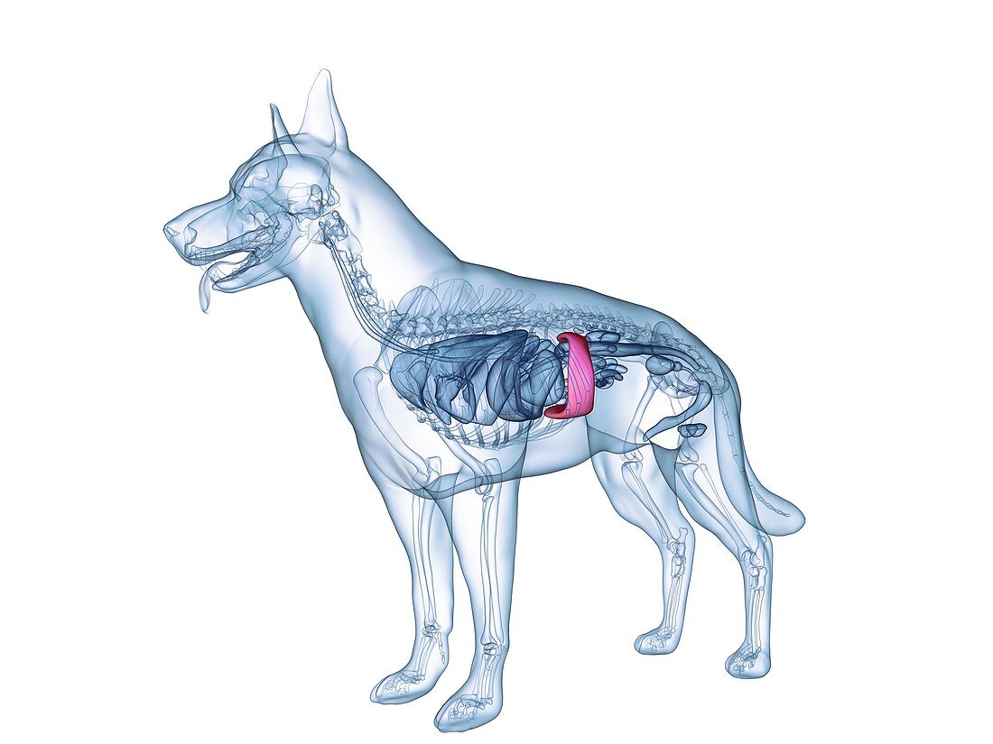 Dog spleen, illustration