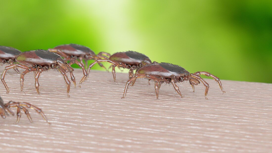 Group of ticks crawling on human skin, illustration