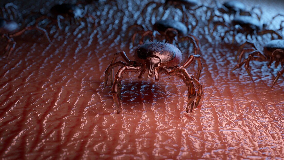 Group of ticks crawling on human skin, illustration