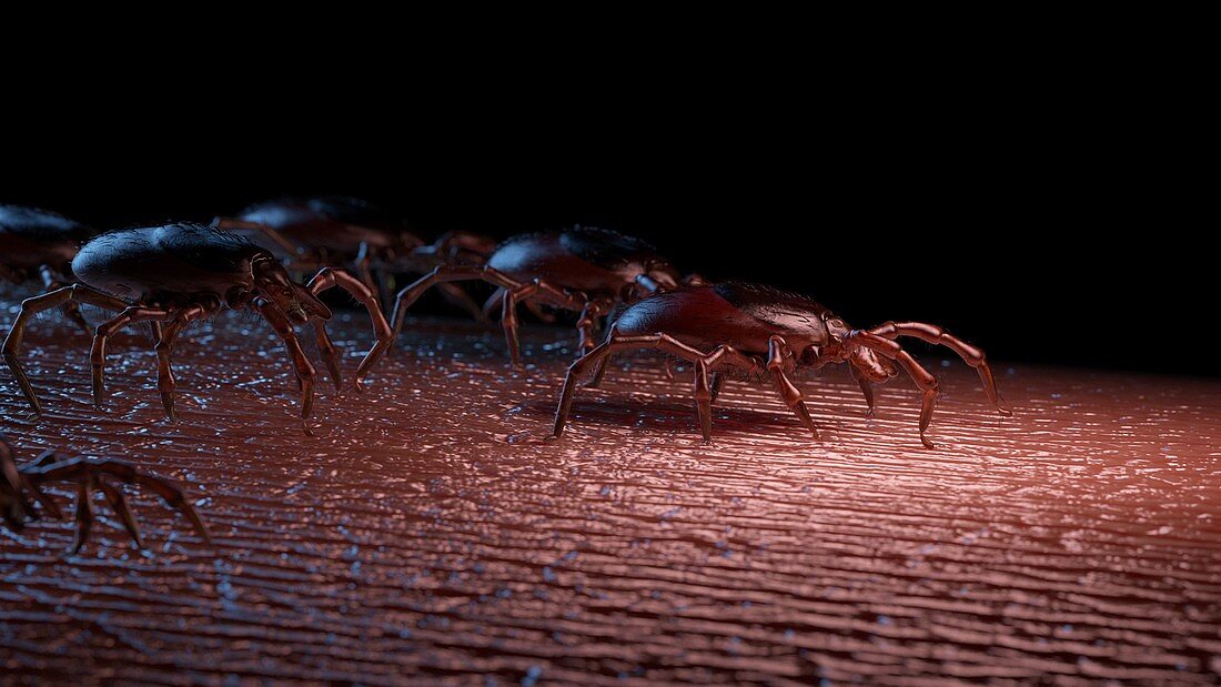 Group of ticks crawling on human skin, illustration