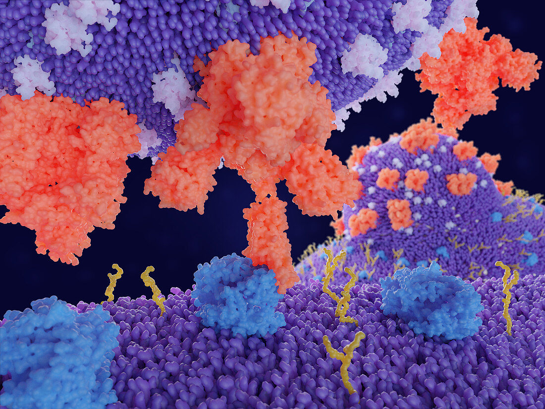 Covid-19 coronavirus binding to receptors, illustration