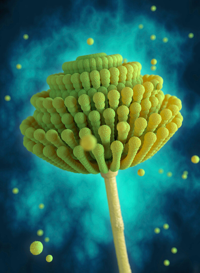 Aspergillus mould and spores, illustration