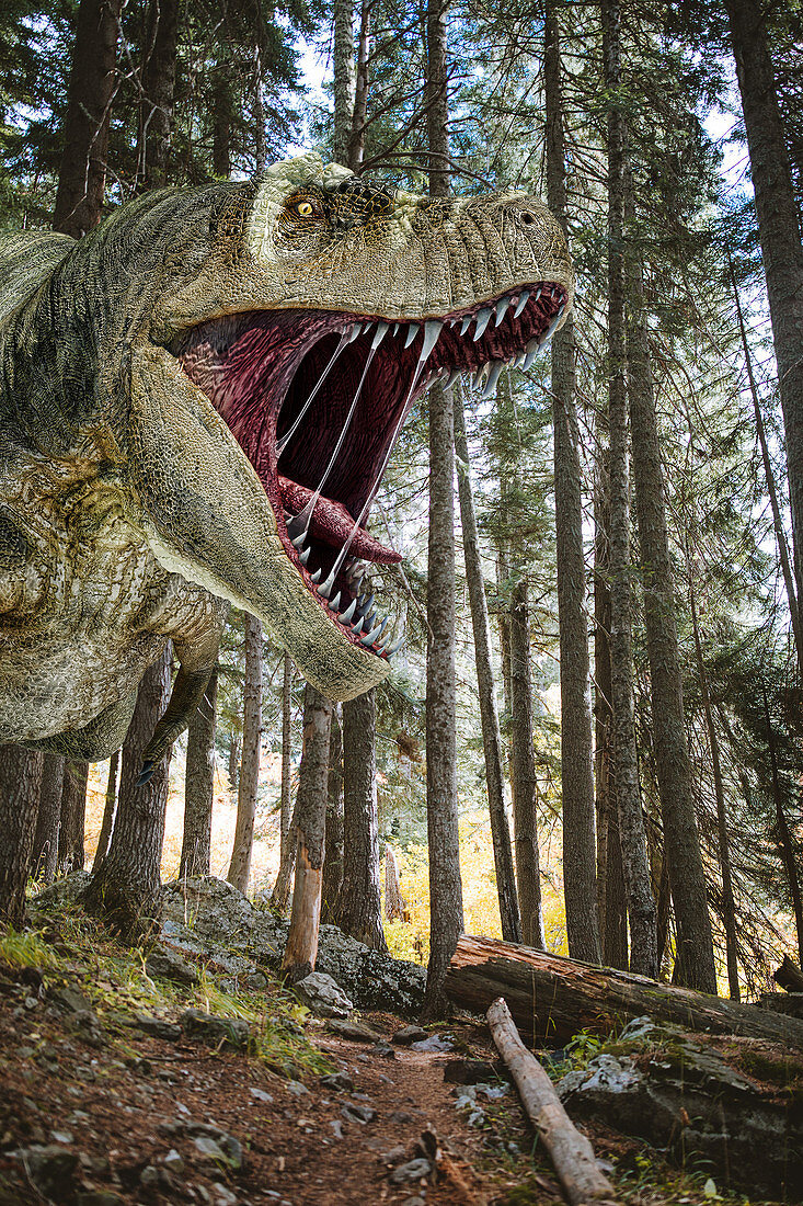 T-Rex dinosaur, illustration