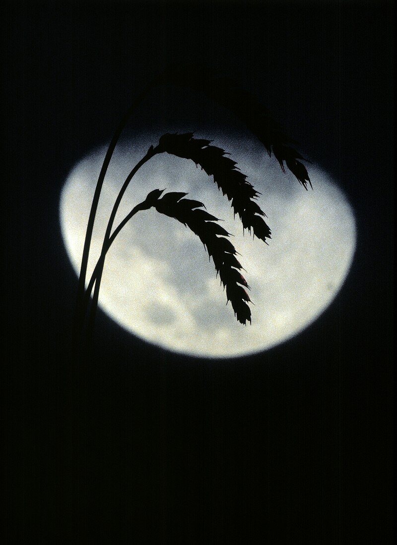 Weizenähren vor dunklem Hintergrund mit Mond