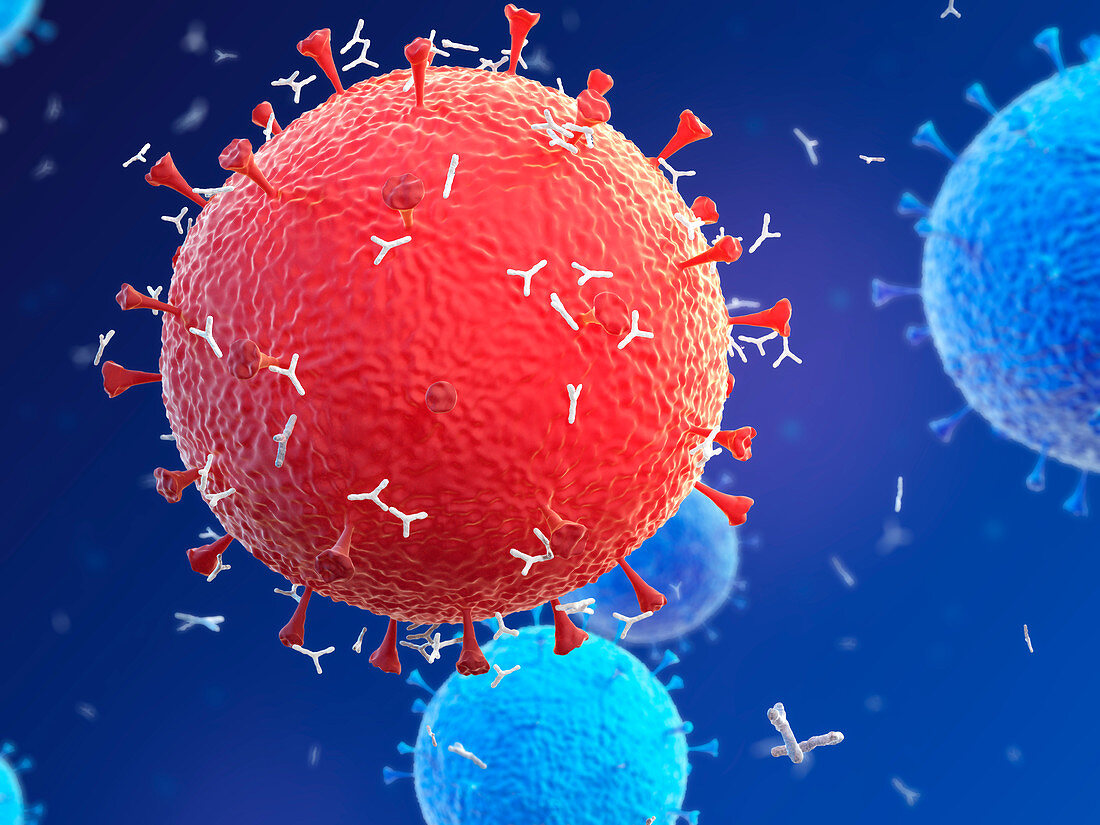 Antibodies responding to coronavirus particles, illustration