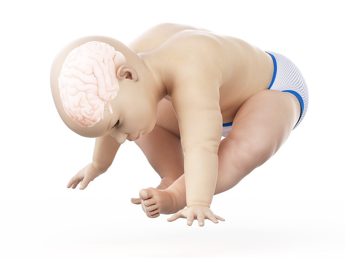 Brain of a baby, illustration