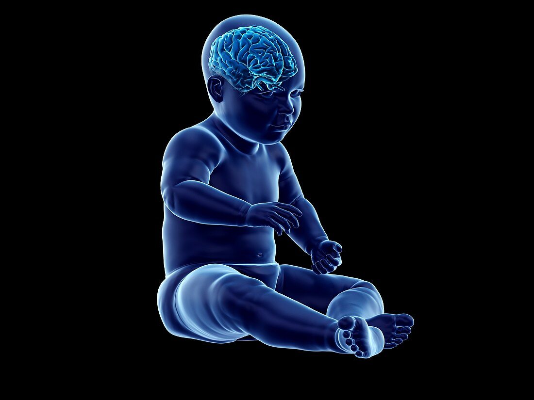 Brain of a baby, illustration
