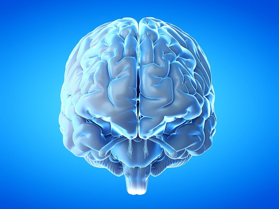 Human brain, illustration