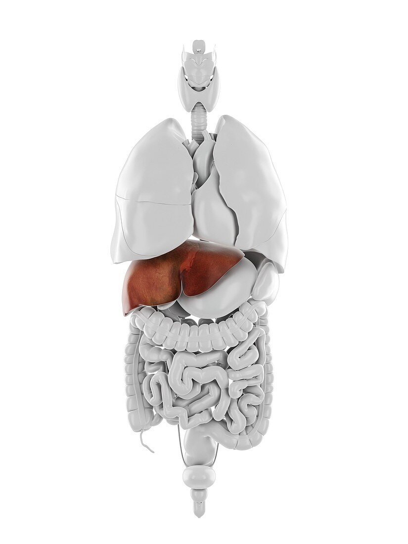 Liver, illustration