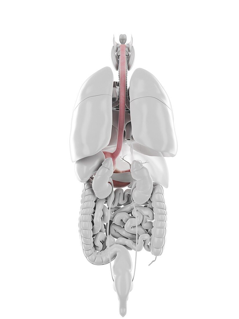 Stomach and oesophagus, illustration