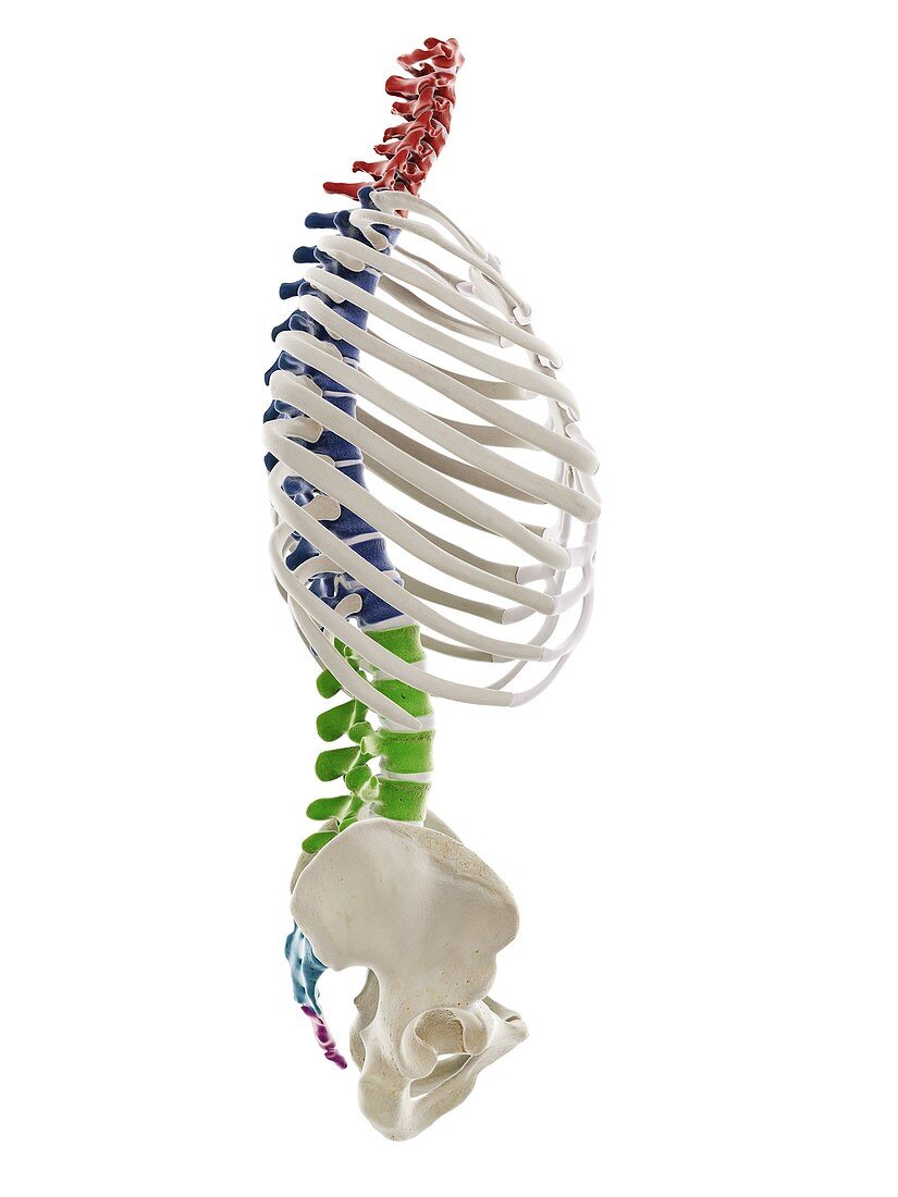 Segments of the human spine, illustration