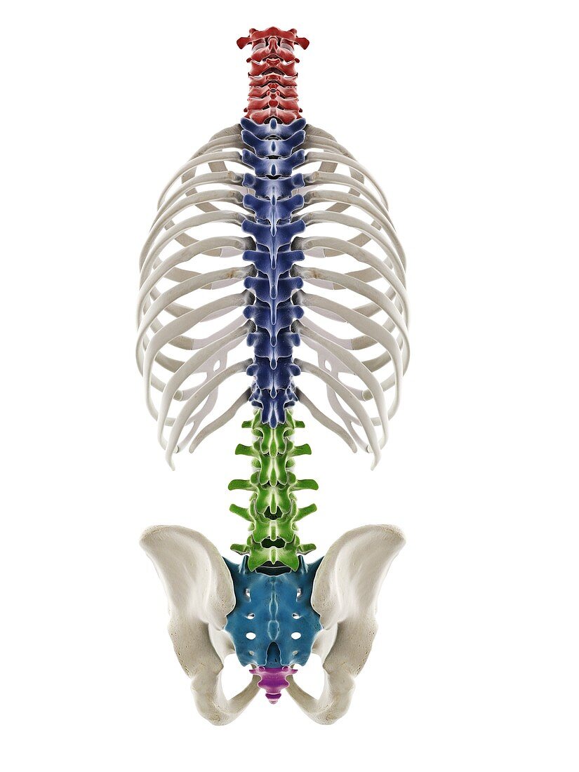 Segments of the human spine, illustration