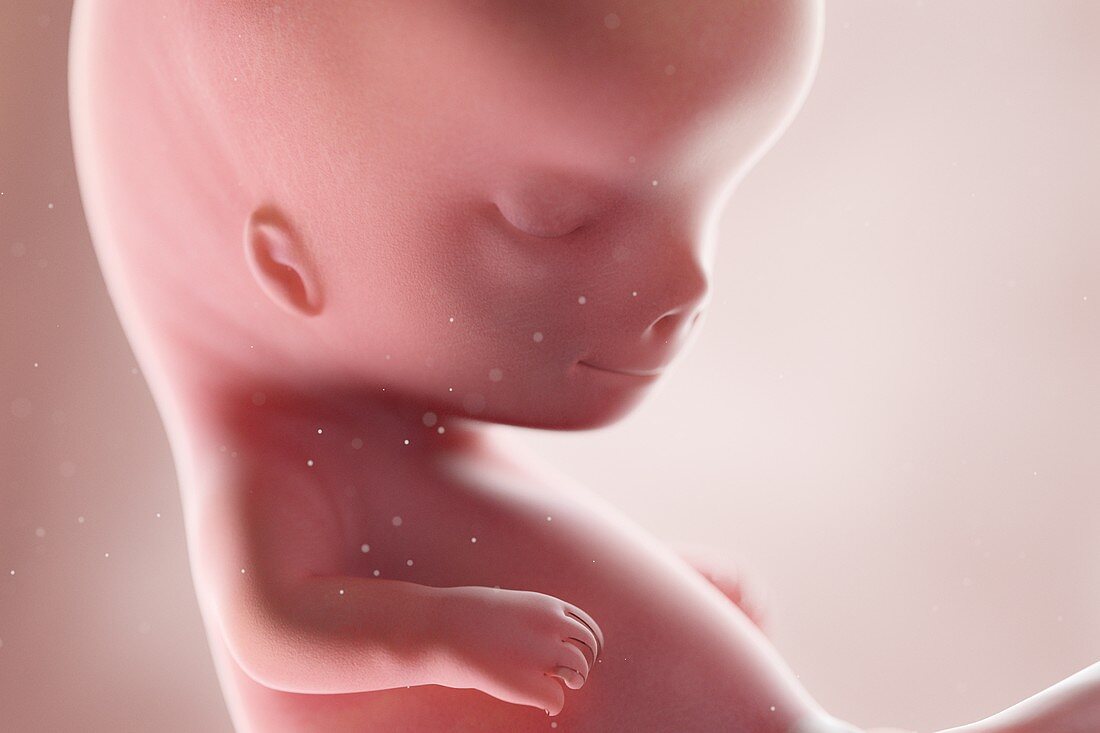 Human foetus, week 10, illustration