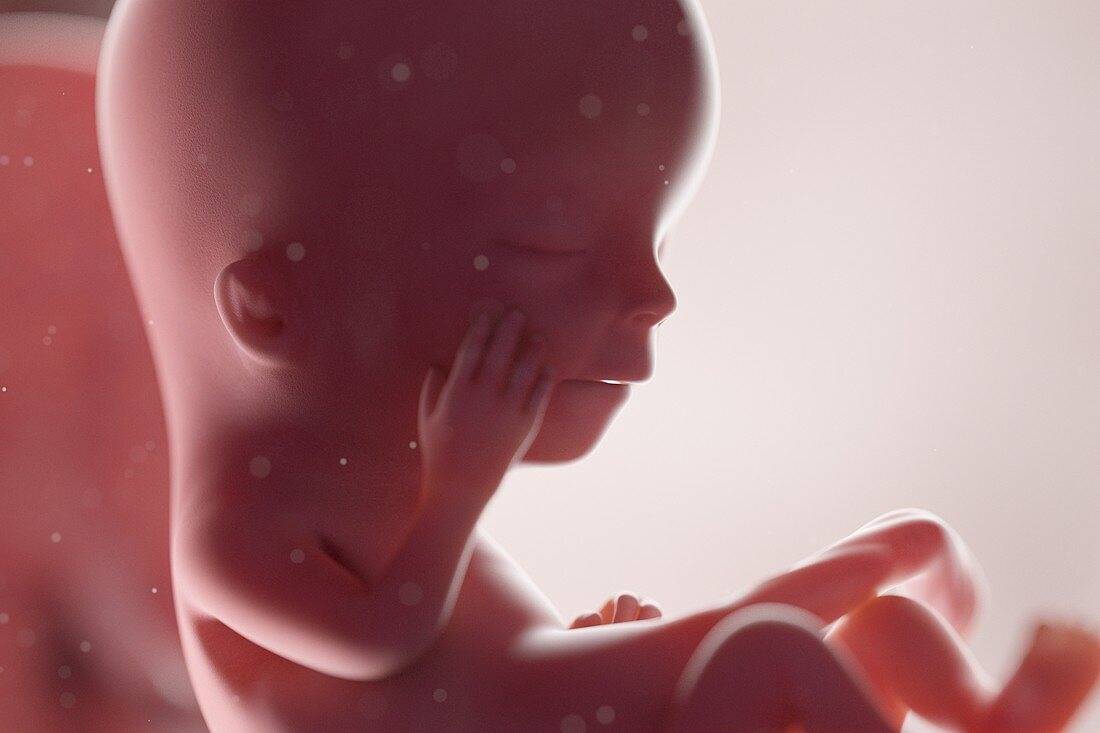 Human foetus, week 12, illustration