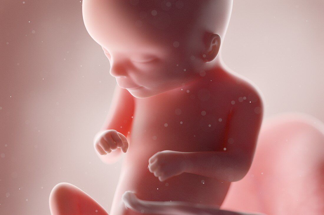 Human foetus, week 16, illustration