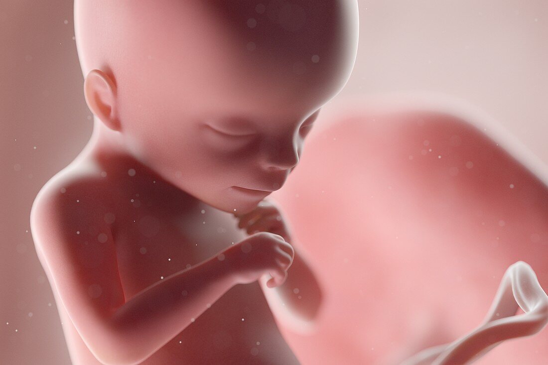 Human foetus, week 18, illustration