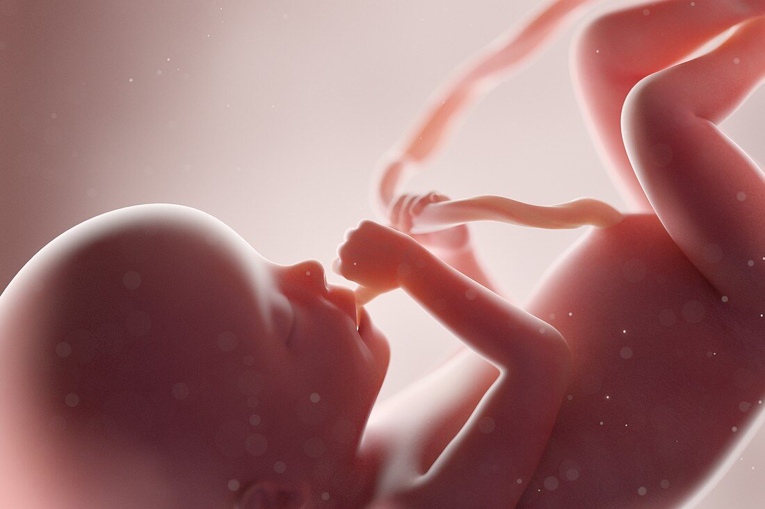 Human foetus, week 20, illustration