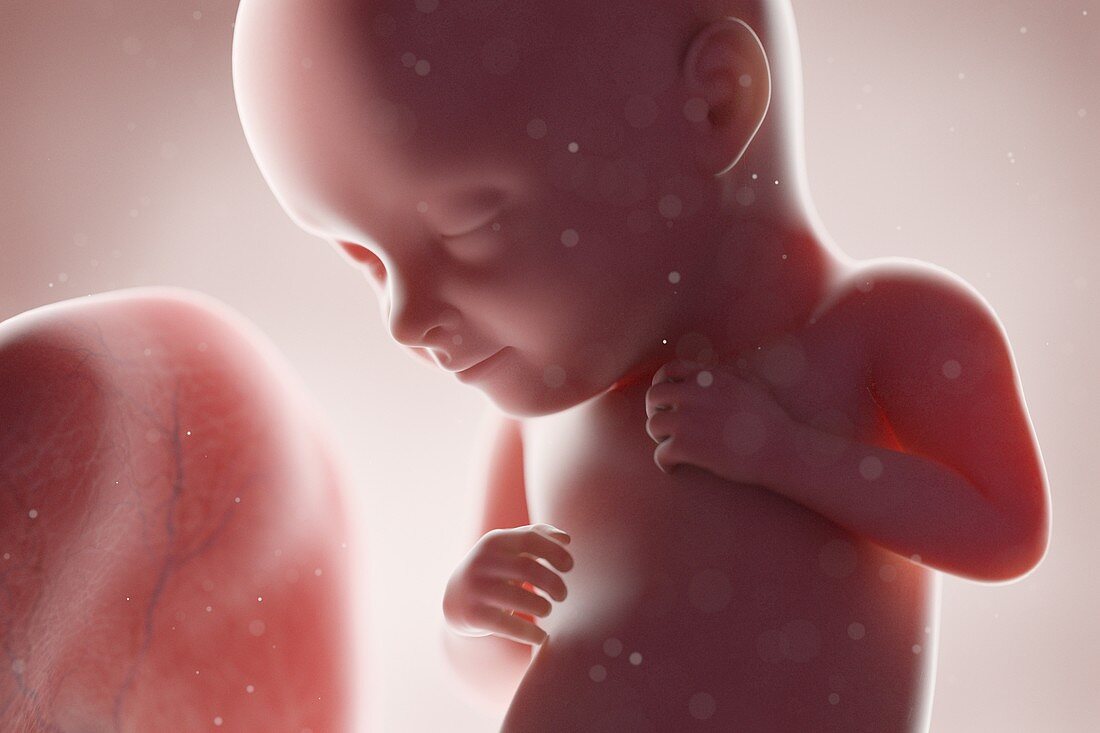 Human foetus, week 32, illustration