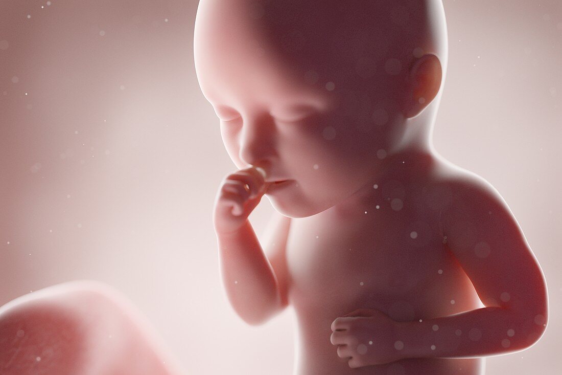 Human foetus, week 34, illustration