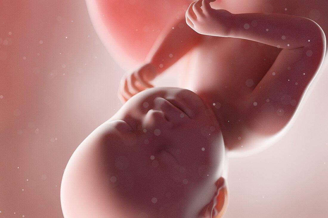 Human foetus, week 38, illustration