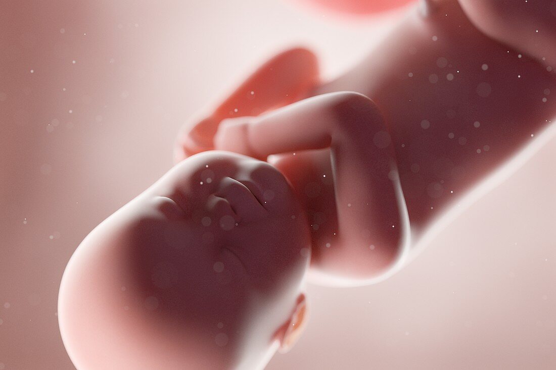 Human foetus, week 40, illustration