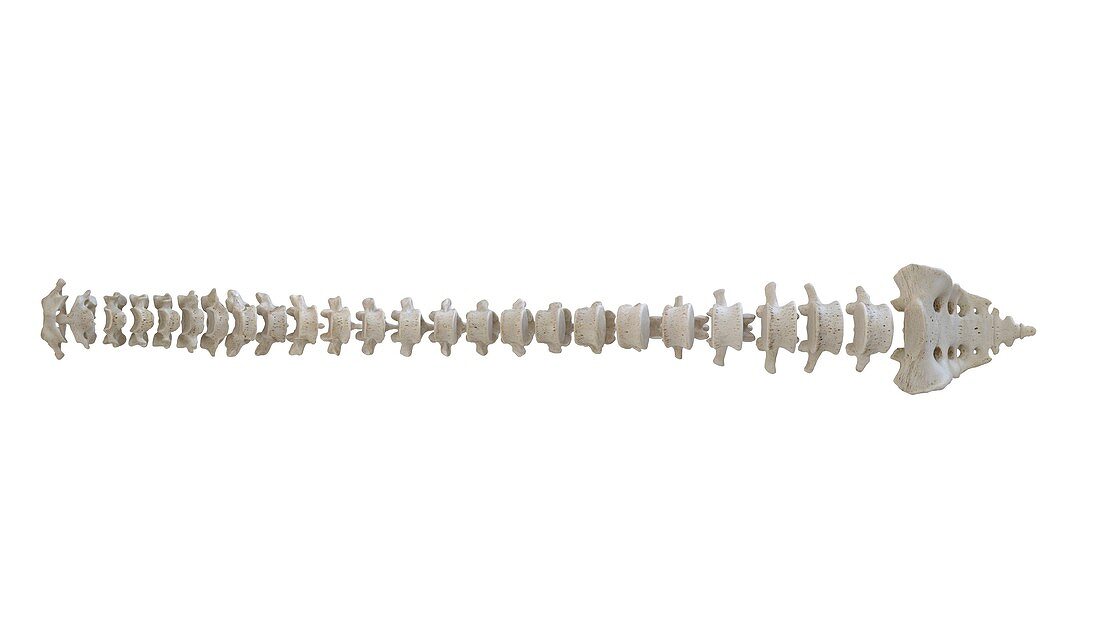 Human spine, illustration