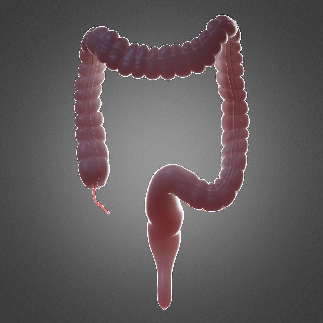 Human colon, illustration