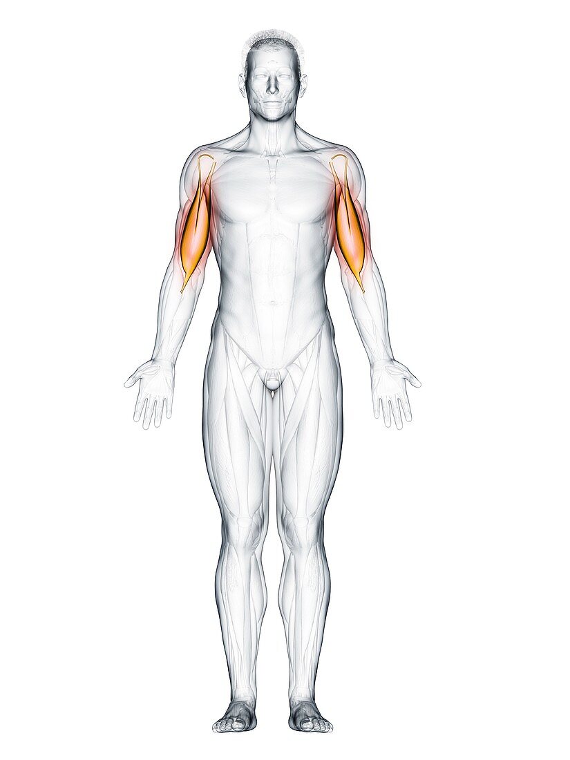 Biceps muscle, illustration