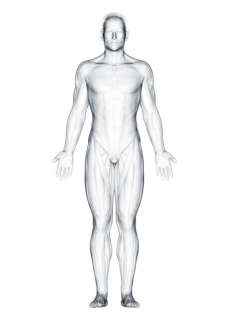 Front muscles, illustration
