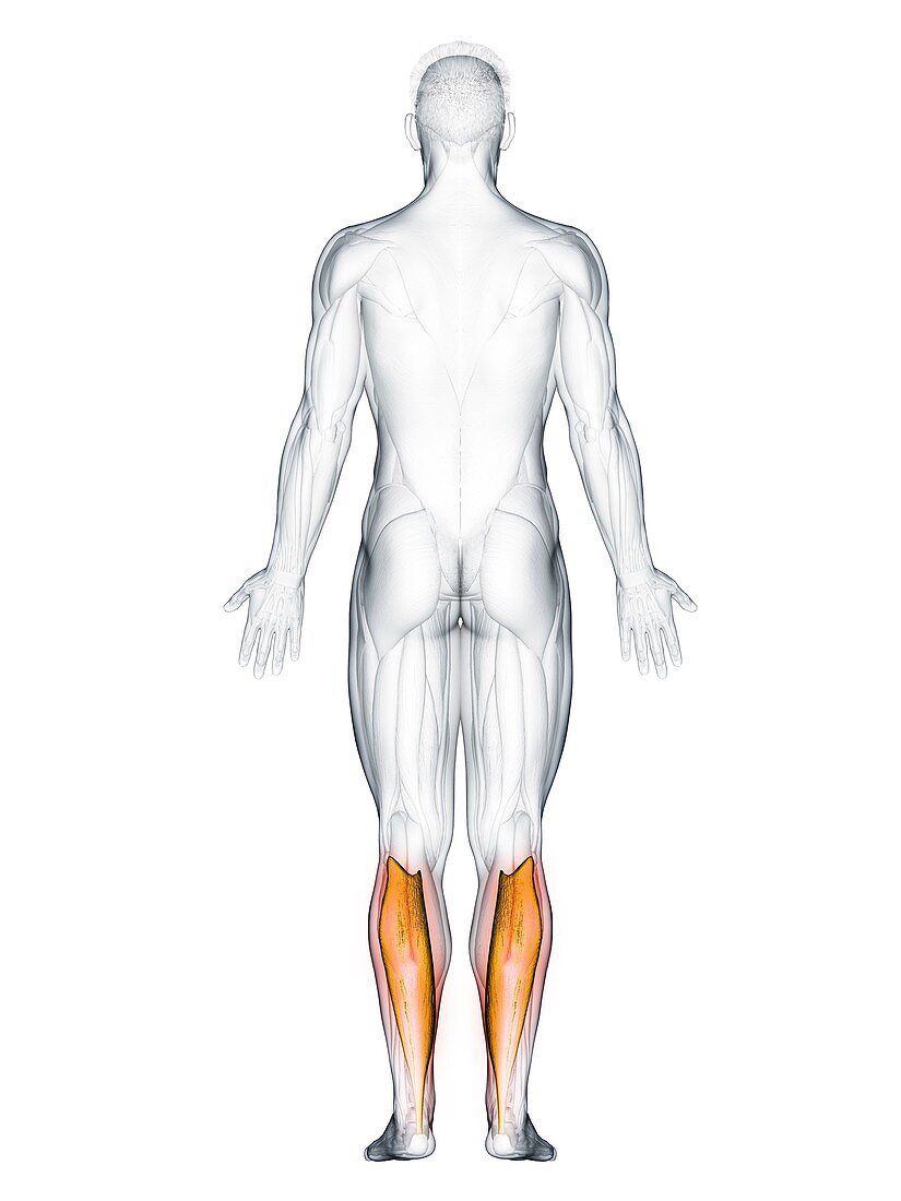 Soleus muscle, illustration