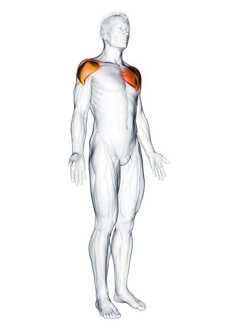 Deltoid muscle, illustration