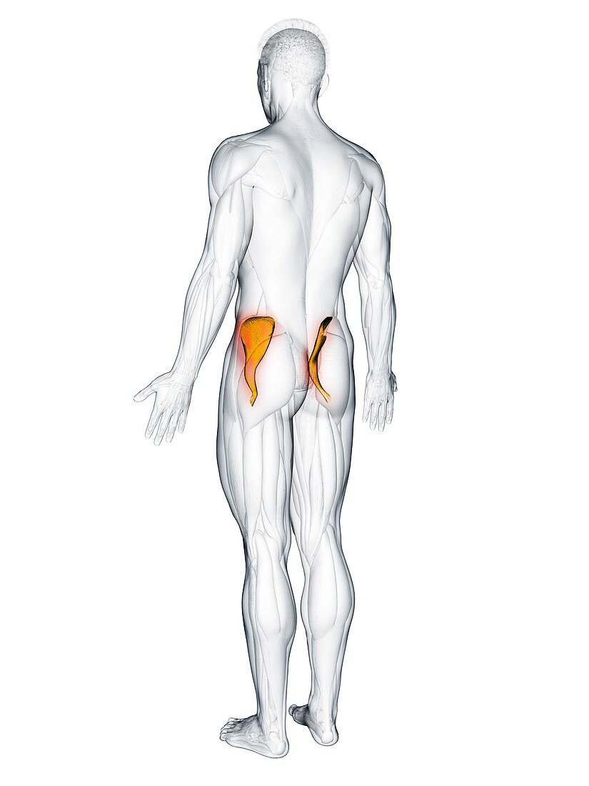 Iliacus muscle, illustration