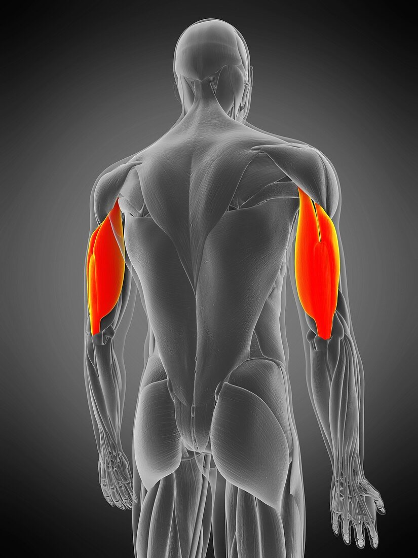 Triceps muscle, illustration