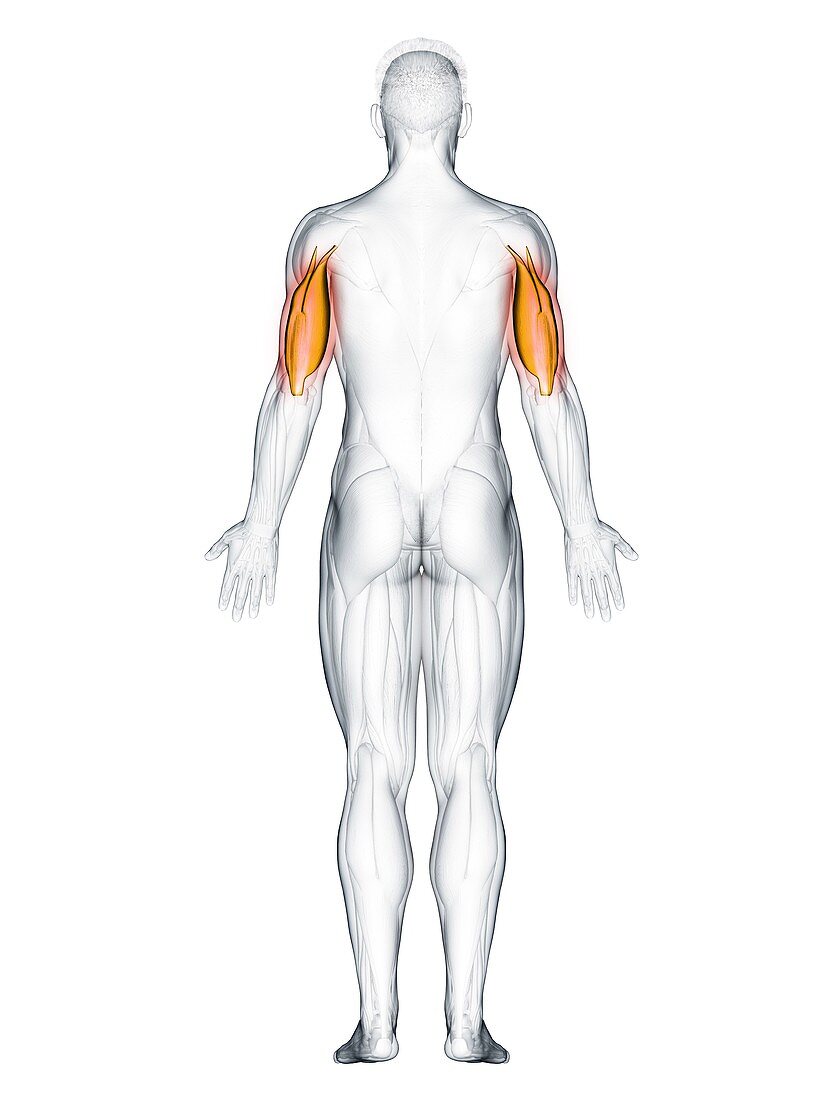 Triceps muscle, illustration