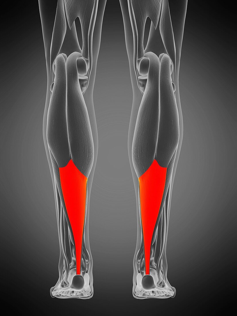 Achilles tendon, illustration