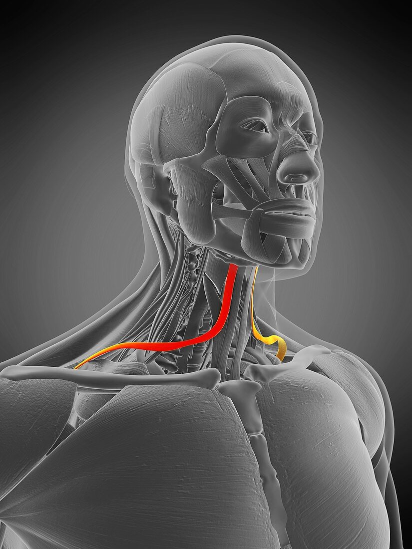 Omohyoid muscle, illustration