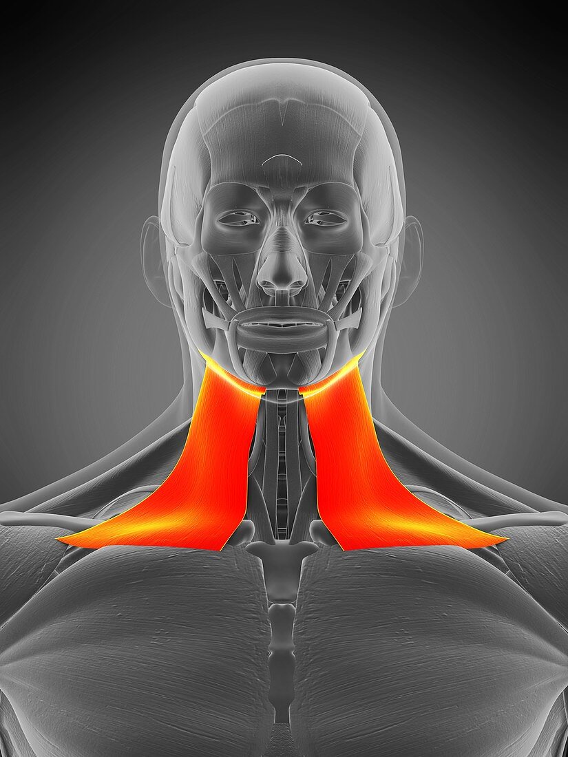 Platysma muscle, illustration