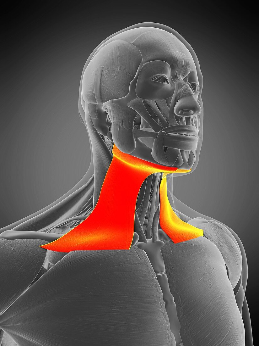 Platysma muscle, illustration