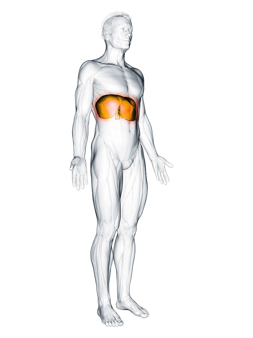 Diaphragm muscle, illustration