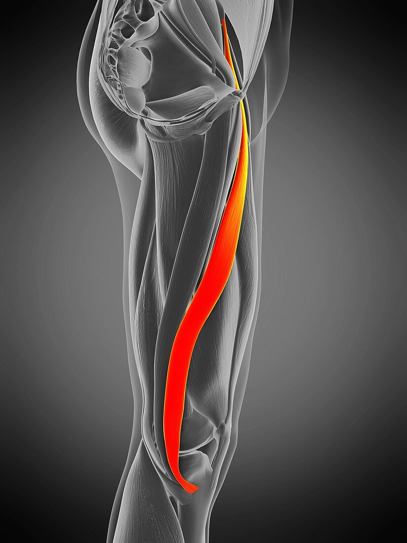 Sartorius muscle, illustration