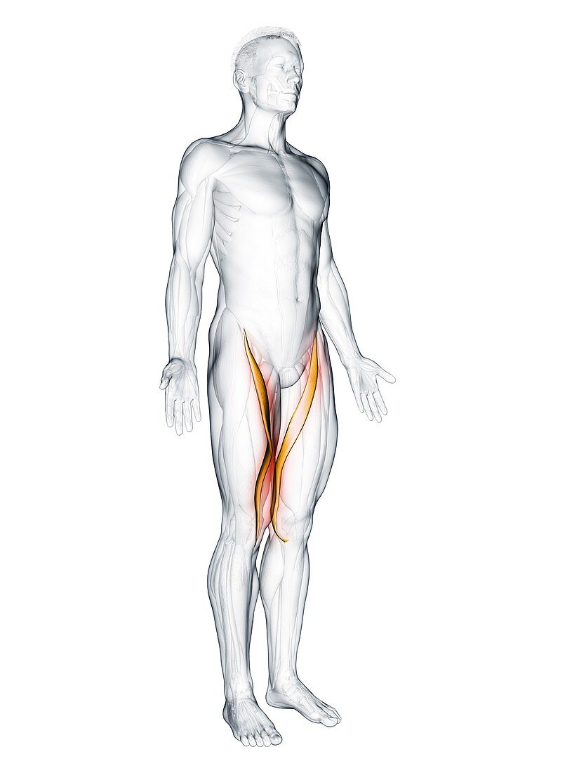 Sartorius muscle, illustration