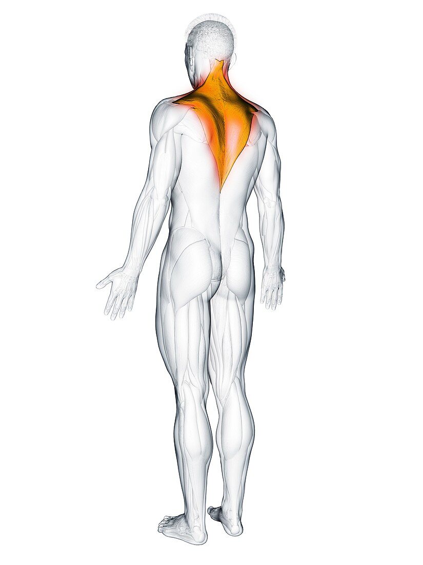 Trapezius muscle, illustration