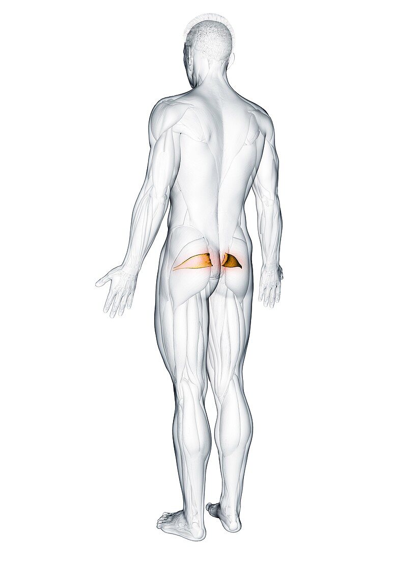 Piriformis muscle, illustration