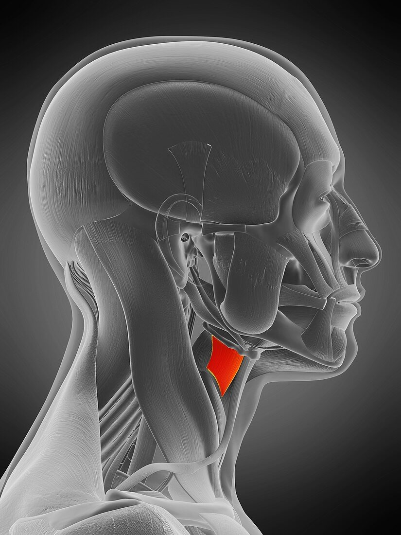 Thyrohyoid muscle, illustration